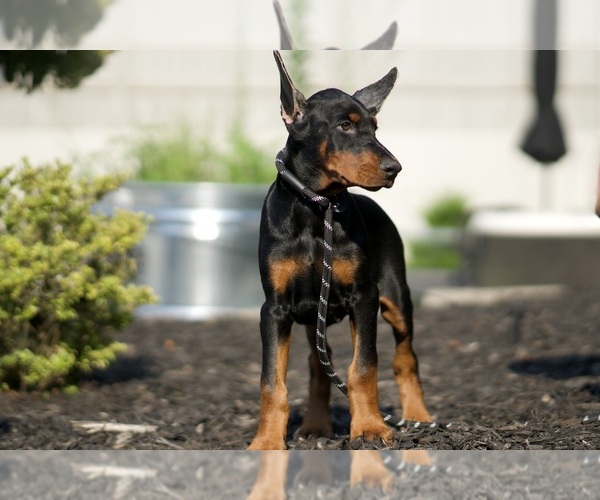 Medium Photo #36 Doberman Pinscher Puppy For Sale in WARSAW, IN, USA