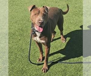 American Pit Bull Terrier-Unknown Mix Dogs for adoption in Camarillo, CA, USA