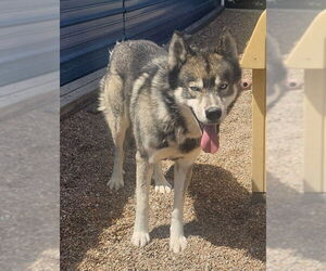 Siberian Husky Dogs for adoption in St. Ann, MO, USA