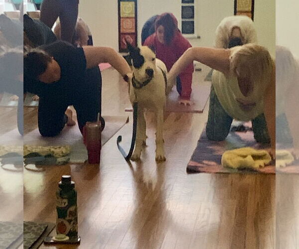 Medium Photo #22 Bullypit Puppy For Sale in Oakhurst, NJ, USA