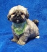 Small Photo #36 Lhasa Apso Puppy For Sale in BUFFALO, MO, USA