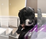 Small Photo #12 Bernedoodle Puppy For Sale in CANTON, MI, USA