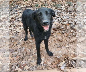 Golden Shepherd Dogs for adoption in Thomasville, NC, USA