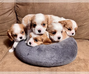 Cavalier King Charles Spaniel Puppy for sale in SPRINGFIELD, MO, USA