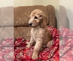 Small #3 Goldendoodle