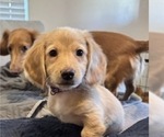 Puppy Leo Dachshund