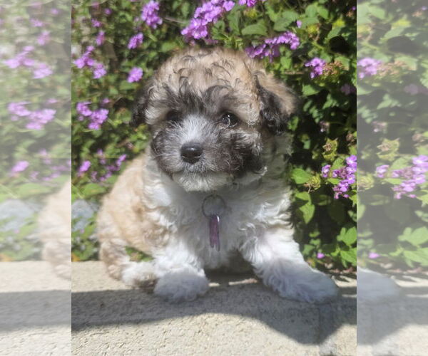Medium Photo #1 Poodle (Miniature) Puppy For Sale in Corona, CA, USA