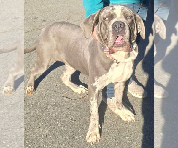 Medium Photo #3 Neapolitan Mastiff-Unknown Mix Puppy For Sale in Alexander, AR, USA
