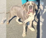 Small #2 Neapolitan Mastiff Mix