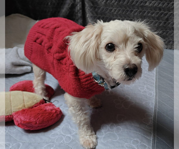 Medium Photo #3 Malchi Puppy For Sale in Bellevue, WA, USA