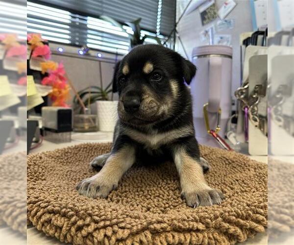 Medium Photo #1 Rottweiler-Siberian Husky Mix Puppy For Sale in Stockton, CA, USA