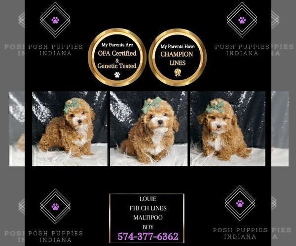 Medium Photo #3 Maltipoo Puppy For Sale in WARSAW, IN, USA