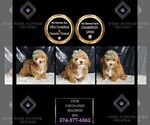 Small Photo #133 Maltipoo Puppy For Sale in WARSAW, IN, USA