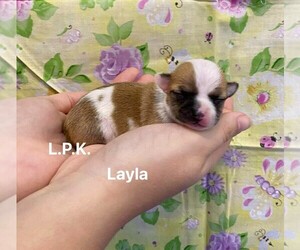 Chihuahua Puppy for sale in WINNSBORO, LA, USA