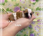 Image preview for Ad Listing. Nickname: Tiny Layla