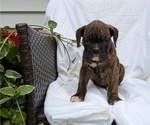 Small Photo #39 Boxer Puppy For Sale in GOSHEN, IN, USA