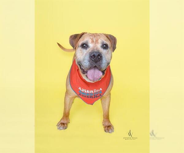 Medium Photo #1 Mastiff-Unknown Mix Puppy For Sale in Forestville, MD, USA