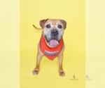 Small Mastiff Mix