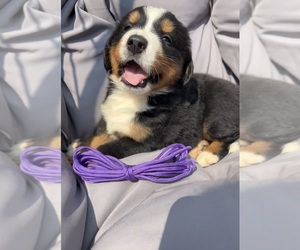 Bernese Mountain Dog Puppy for sale in SECOR, IL, USA