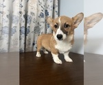 Small #38 Pembroke Welsh Corgi