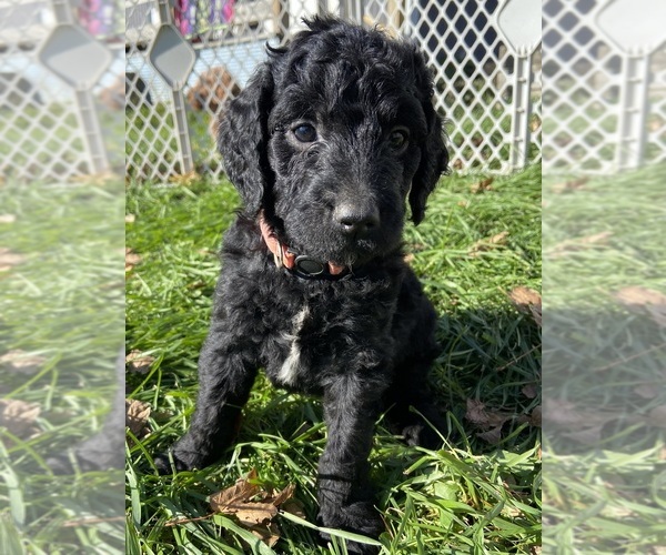 Medium Photo #7 Goldendoodle Puppy For Sale in LUCK, WI, USA