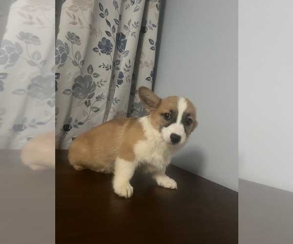 Medium Photo #35 Pembroke Welsh Corgi Puppy For Sale in DURHAM, CT, USA