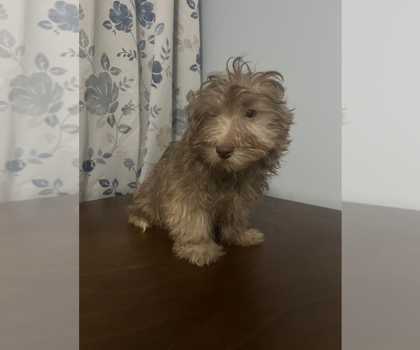 Medium Photo #40 Havanese Puppy For Sale in DURHAM, CT, USA