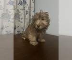 Small #39 Havanese