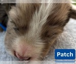 Puppy Patch Border Collie