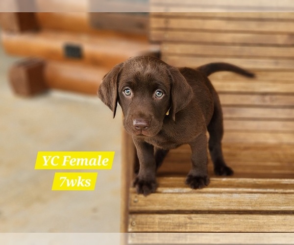 Medium Photo #89 Labrador Retriever Puppy For Sale in EDGEWOOD, TX, USA