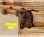 Small Photo #89 Labrador Retriever Puppy For Sale in EDGEWOOD, TX, USA