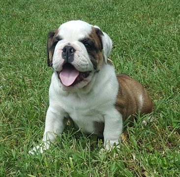 Medium Photo #1 Bulldog Puppy For Sale in MORGANTON, NC, USA
