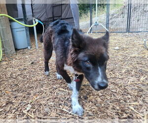 Mutt Dogs for adoption in Paso Robles, CA, USA
