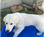 Small #1 Akbash-Great Pyrenees Mix