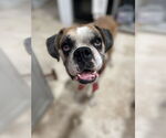Small #3 Boxer