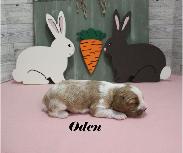 Medium Photo #8 Cavalier King Charles Spaniel Puppy For Sale in CHANUTE, KS, USA