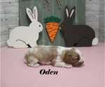 Small #7 Cavalier King Charles Spaniel
