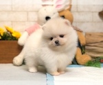Small Photo #4 Pomeranian Puppy For Sale in SAN JOSE, CA, USA