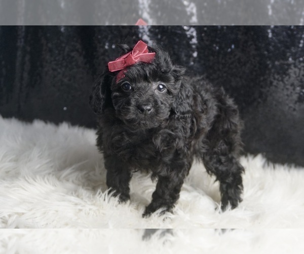 Medium Photo #5 Poodle (Toy) Puppy For Sale in WARSAW, IN, USA