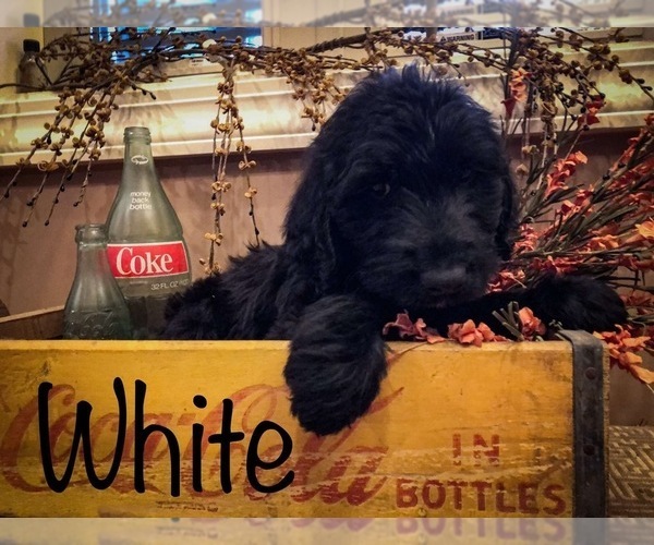 Medium Photo #4 Labradoodle Puppy For Sale in LUDLOW, MO, USA