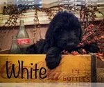Small Photo #4 Labradoodle Puppy For Sale in LUDLOW, MO, USA