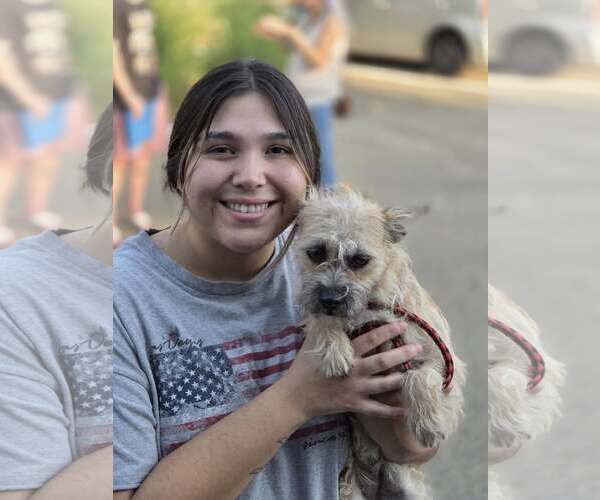 Medium Photo #5 Cairn Terrier Puppy For Sale in Arlington, WA, USA
