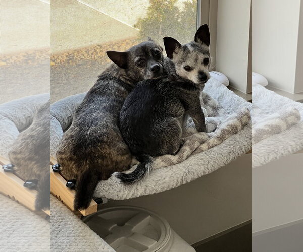 Medium Photo #6 Chihuahua-Unknown Mix Puppy For Sale in Corona, CA, USA