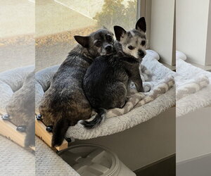 Alfalfa - Male Chihuahua-Unknown Mix Dog for Adoption - Photo #6