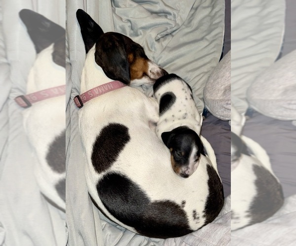 Medium Photo #1 Dachshund Puppy For Sale in DES MOINES, IA, USA