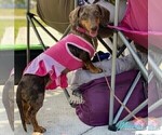 Small Photo #1 Dachshund Puppy For Sale in CUTLER BAY, FL, USA