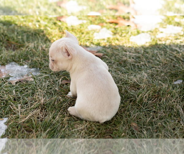 Medium Photo #5 French Bulldog Puppy For Sale in NAPPANEE, IN, USA