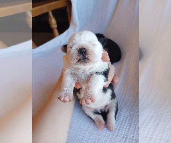 Medium Photo #3 Pug Puppy For Sale in SAINT PAUL, MN, USA