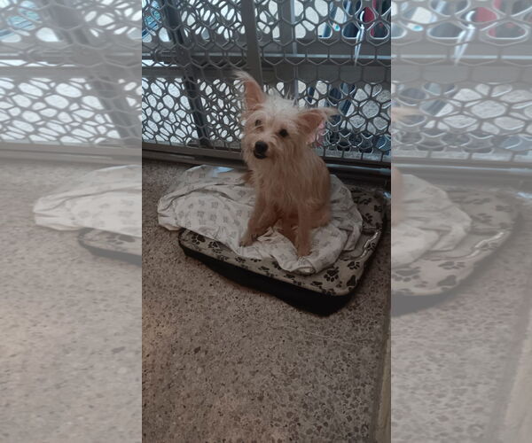 Medium Photo #5 Mutt Puppy For Sale in Sanford, FL, USA