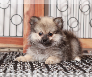 Pomeranian Puppy for sale in NAPLES, FL, USA